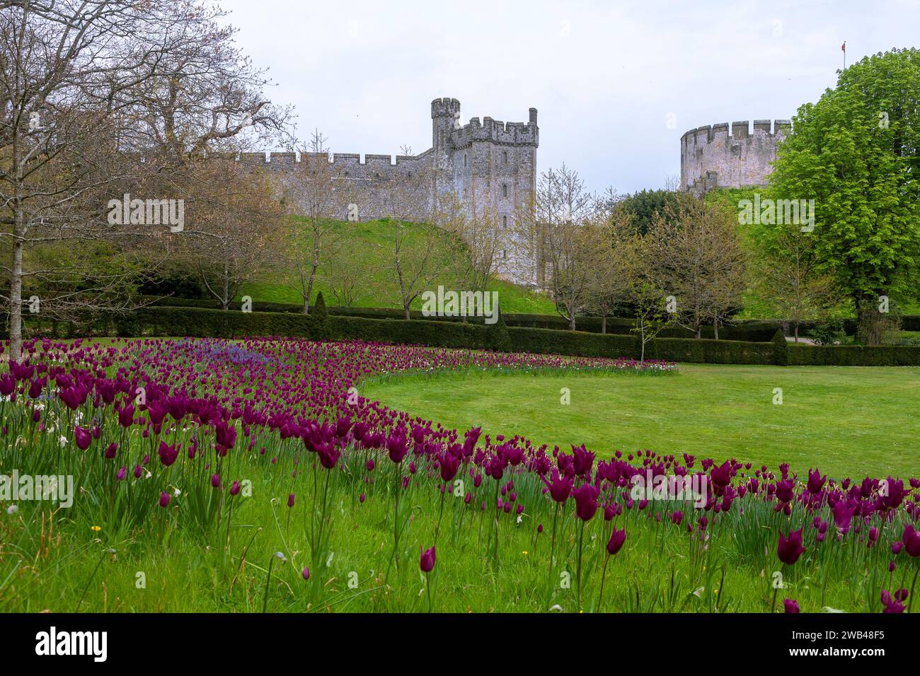 C13th Bevis Tower und der ursprüngliche Donjon aus dem 12. Jahrhundert in Arundel Castle, West Sussex, England, Großbritannien. Tulpen (Purple Dream) bedecken die Bank im Vordergrund. Stockfoto