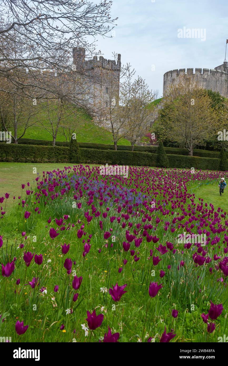 C13th Bevis Tower und der ursprüngliche Donjon aus dem 12. Jahrhundert in Arundel Castle, West Sussex, England, Großbritannien. Tulpen (Purple Dream) und camassia im Vordergrund. Stockfoto
