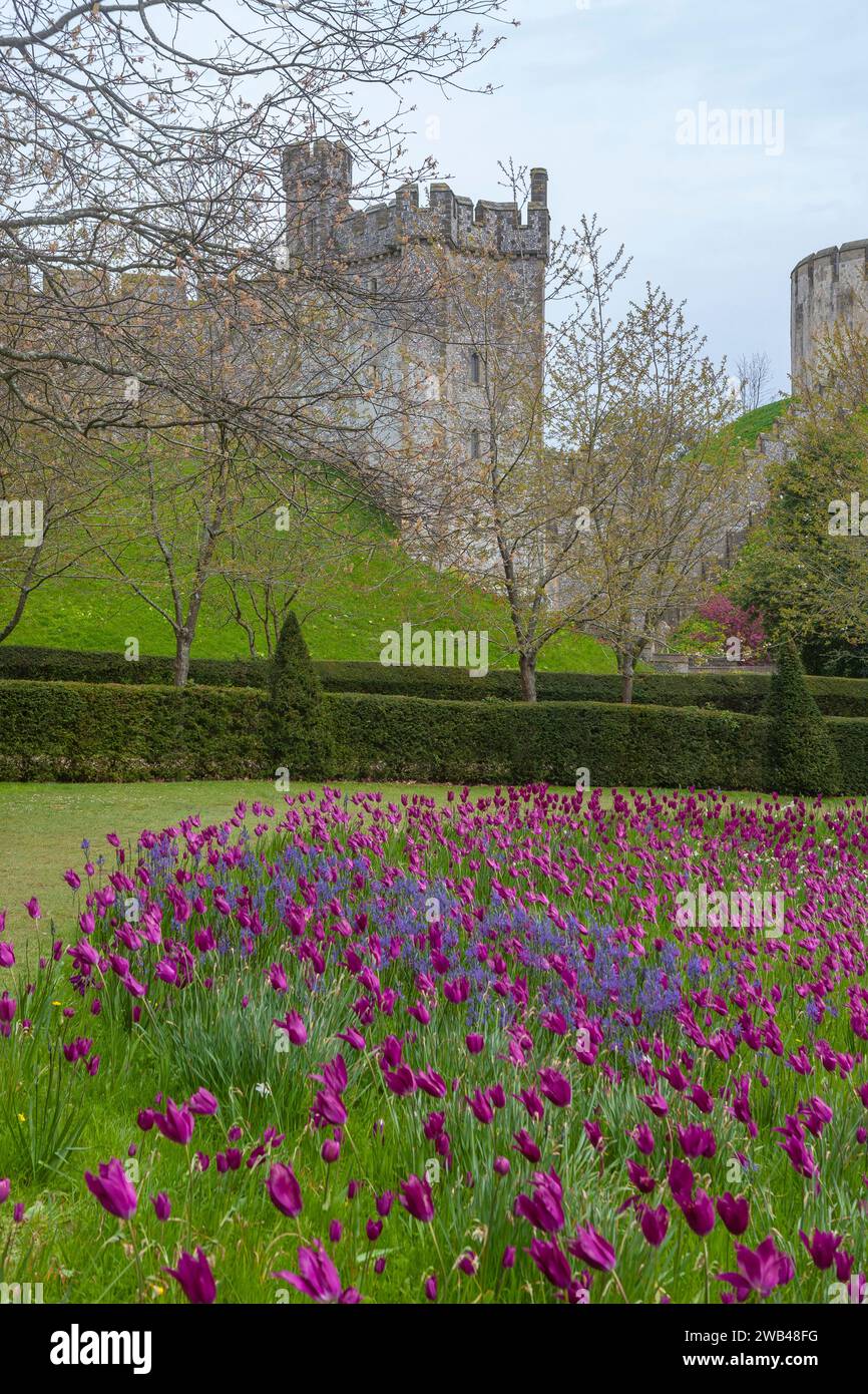 Der C13th Bevis Tower, North Bailey, Arundel Castle, West Sussex, England, UK. Tulpen („Purple Dream“) und camassia bedecken die Bank im Vordergrund. Stockfoto