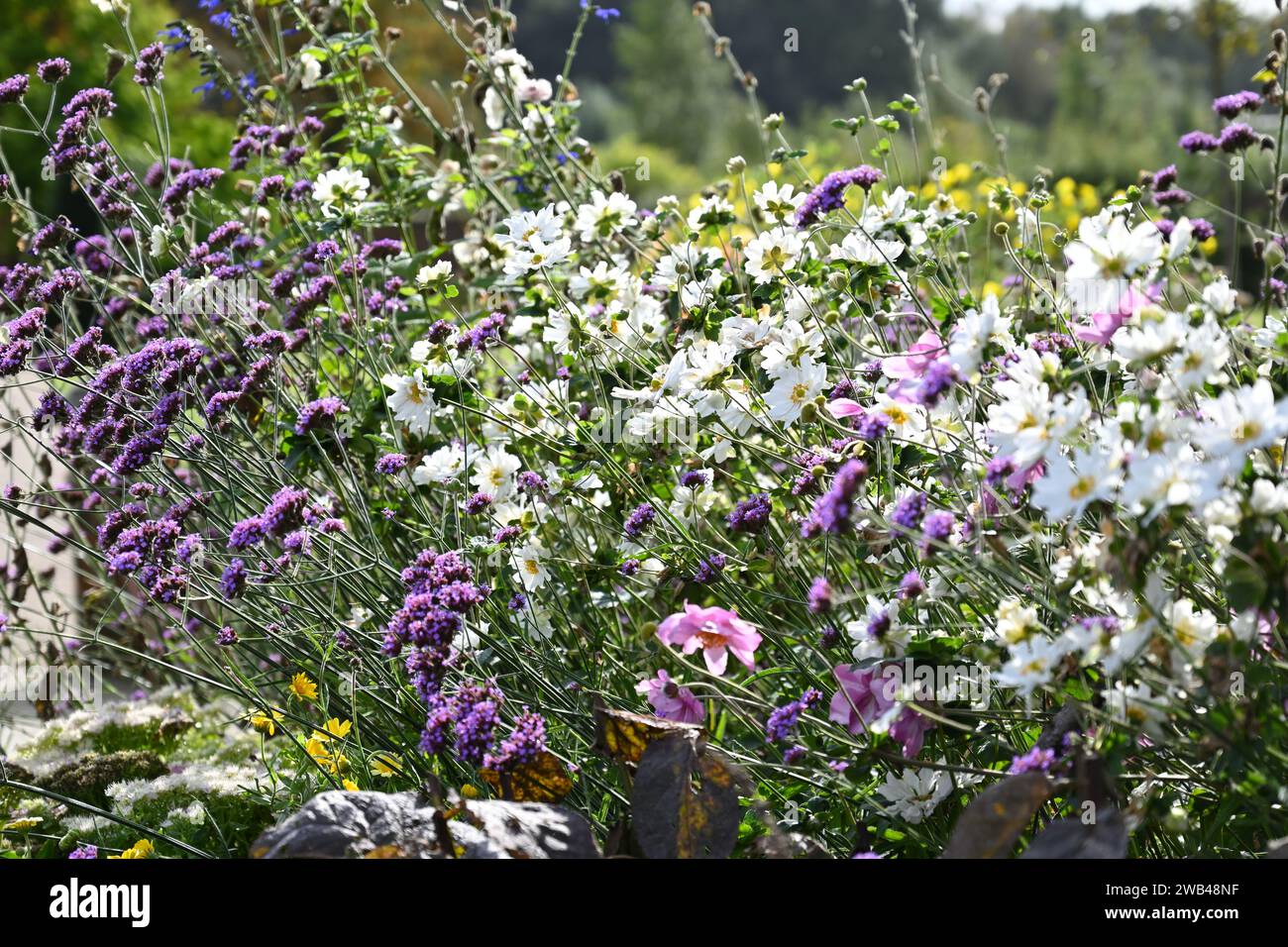 Spätsommer lila und weiße Blumenrand mit Eisenkraut bonariensis und japanischen Anemonen UK Garden September Stockfoto