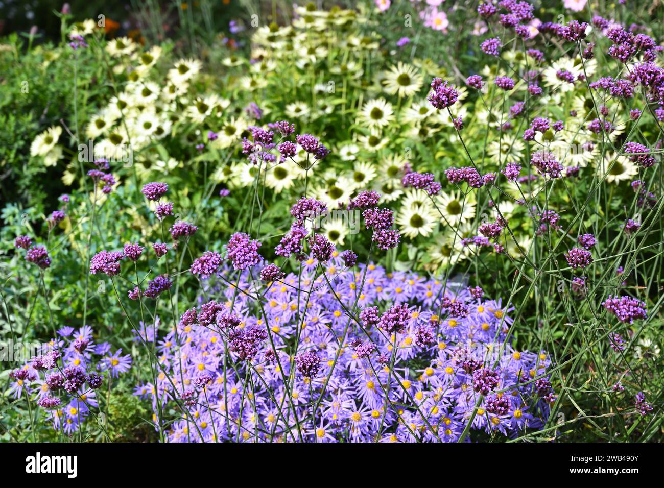 Spätsommer lila und weiße Blumenrand mit Echinacea, Eisenkraut bonariensis, Aster x frikartii „Mönch“ und japanischen Anemonen UK Garden September Stockfoto