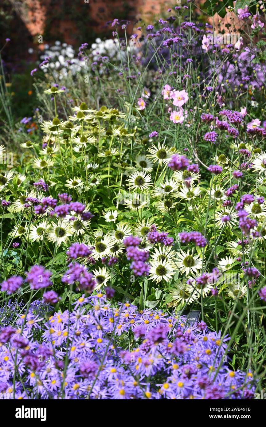 Spätsommer lila und weiße Blumenrand mit Echinacea, Eisenkraut bonariensis, Aster x frikartii „Mönch“ und japanischen Anemonen UK Garden September Stockfoto