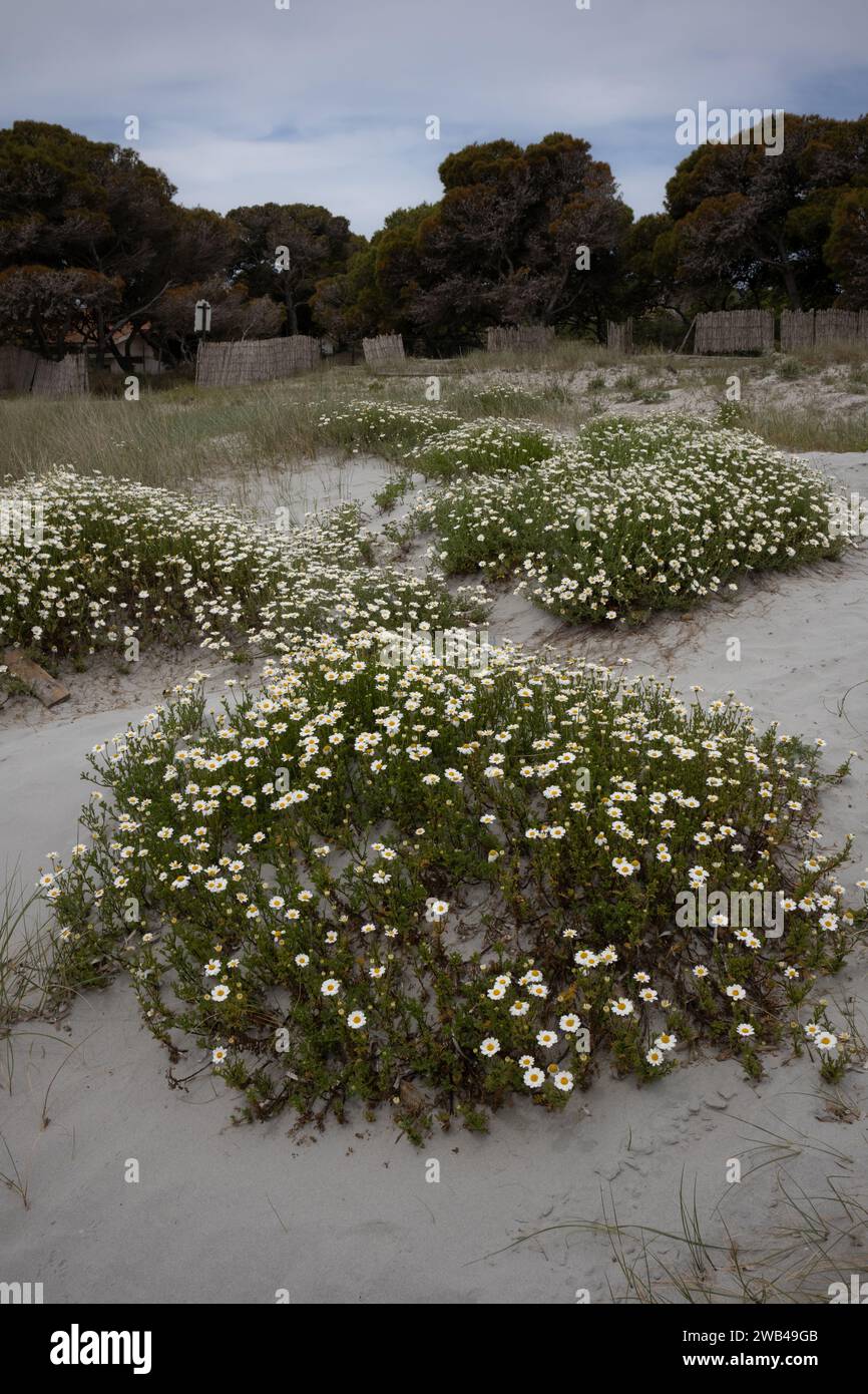 Blüten wilder Gänseblümchen, die im Sand einer Düne am Ufer des Mittelmeers wachsen. Holzzaun und Bäume im Hintergrund. Wolkiger Himmel im sp Stockfoto