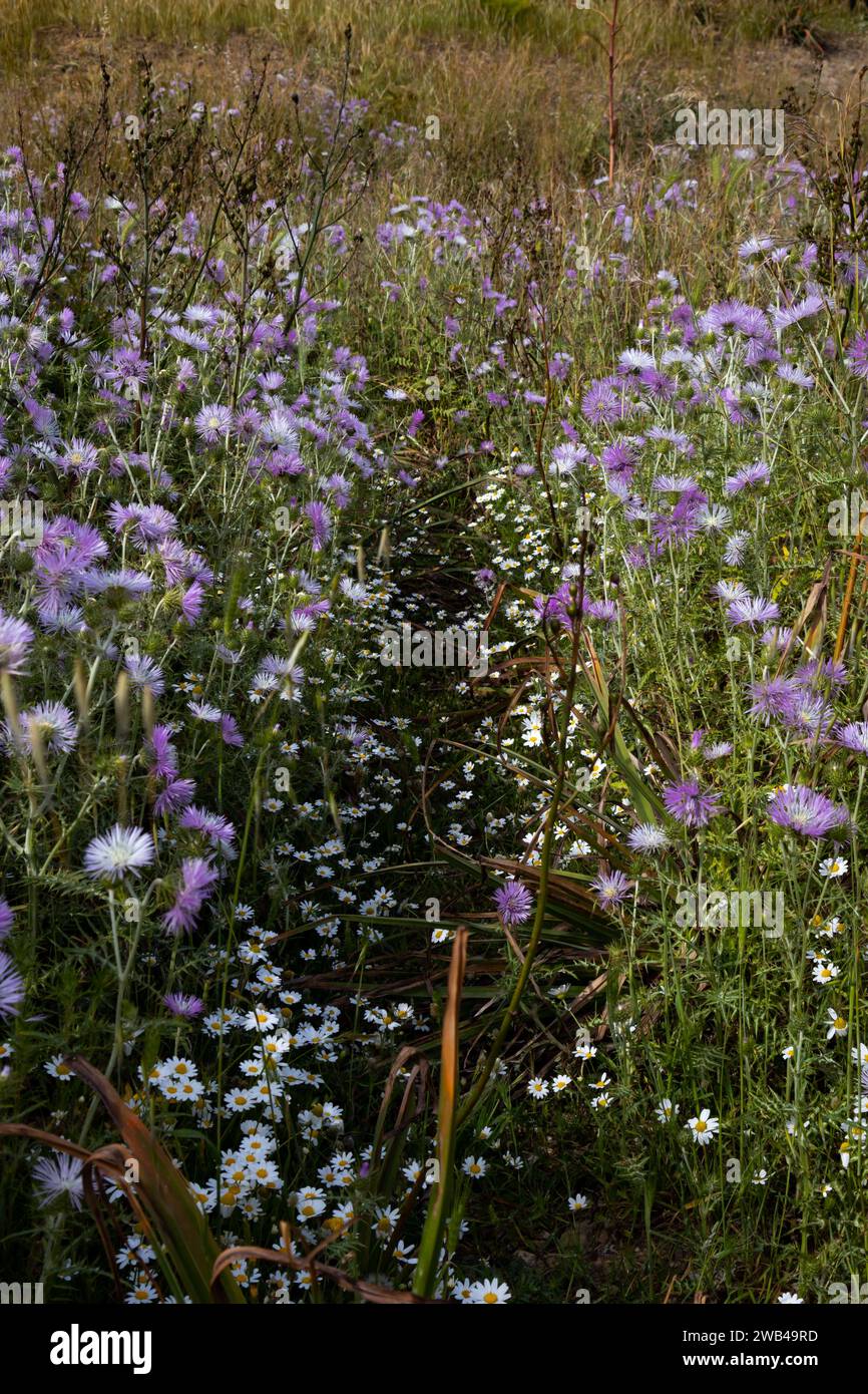 Die violetten Blüten der wilden Pflanzen, die auf der Wiese wachsen. Südlich von Sardinien, Domus de Maria, Italien. Stockfoto