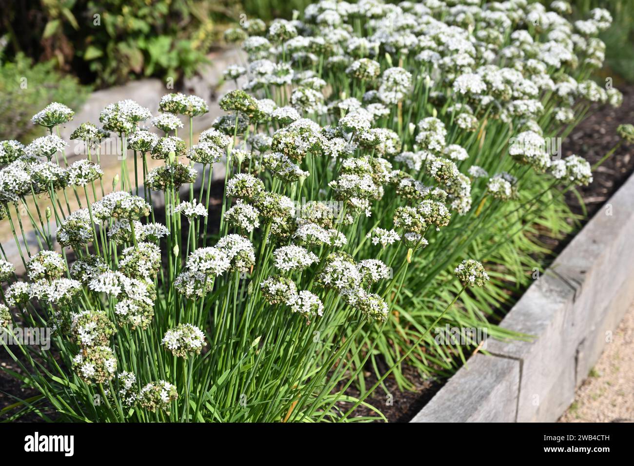 Frisches grünes Laub und weiße Blüten des chinesischen Schnittlauchs, Allium tuberosum wächst im britischen Garten September Stockfoto
