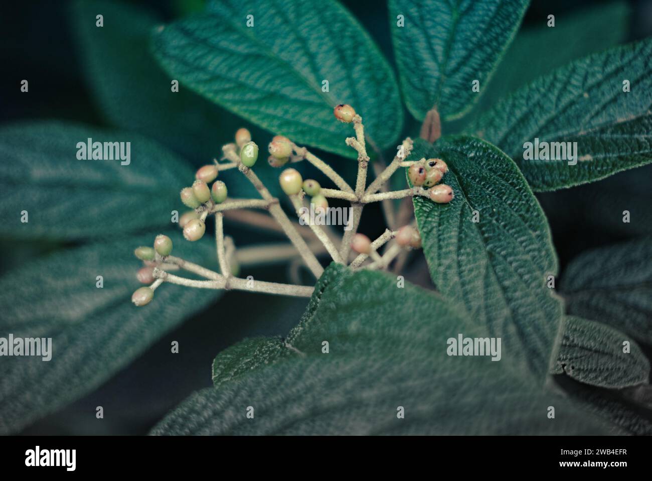 Nicht essbare wilde Viburnum-Beeren, genannt Viburnum rhytidophyllum oder Letherleaf viburnum. Die immergrüne Pflanze hat zerknitterte Blätter mit einer rauen Oberfläche. Stockfoto