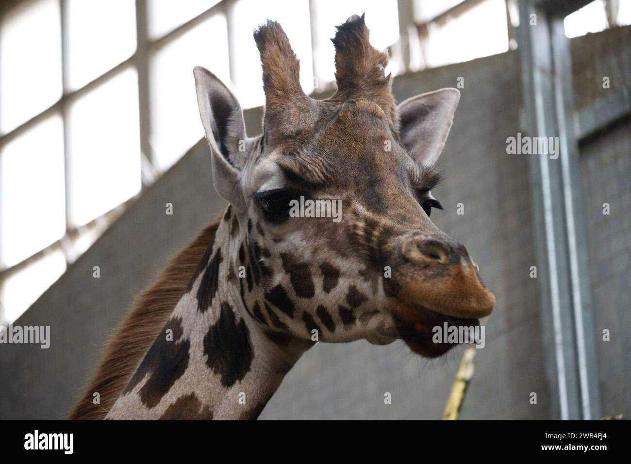 Eine Nordgiraffe im Londoner Zoo Stockfoto