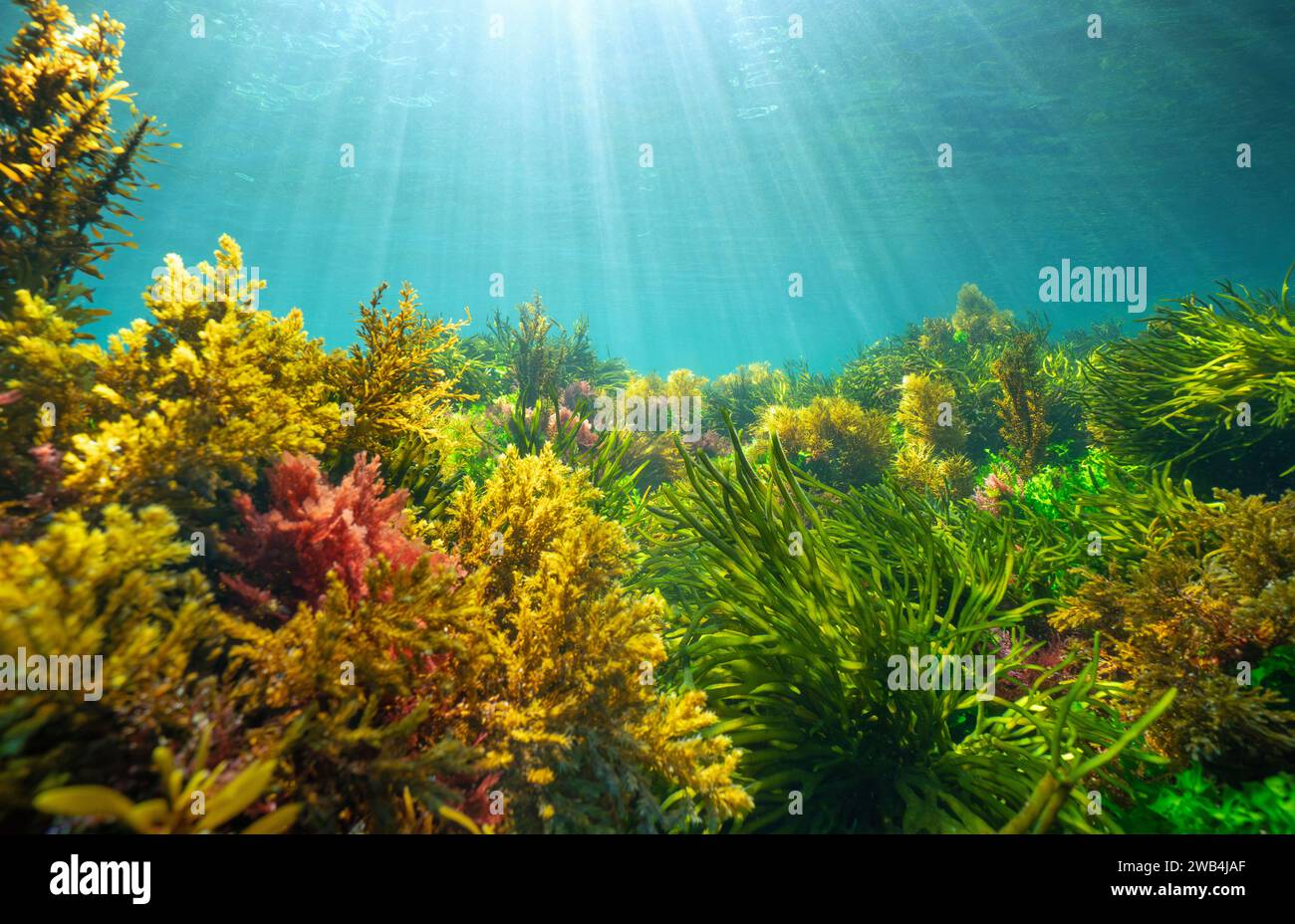 Algen mit Sonnenlicht unter Wasser im Atlantischen Ozean, Naturszene, Spanien, Galicien, Rias Baixas Stockfoto