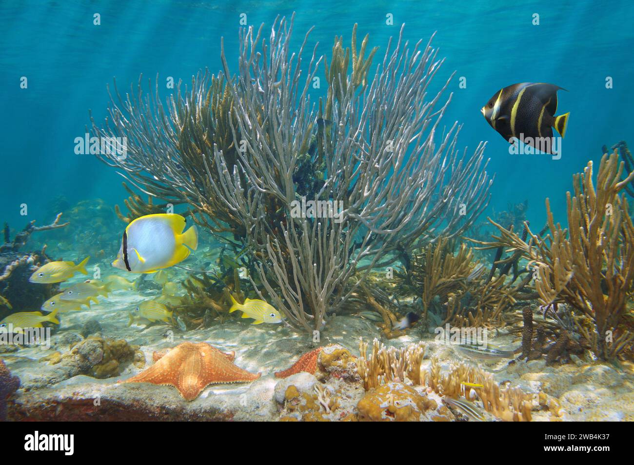 Weiche Korallen mit tropischen Fischen und Seesternen unter Wasser in einem Riff der Karibik, natürliche Szene, Zentralamerika, Panama Stockfoto