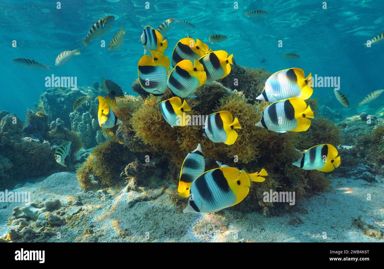 Tropische Fische schwärmen unter Wasser im Pazifischen Ozean (pazifischer Doppelsattel-Butterflyfish), natürliche Szene, Französisch-Polynesien, Bora Bora Stockfoto