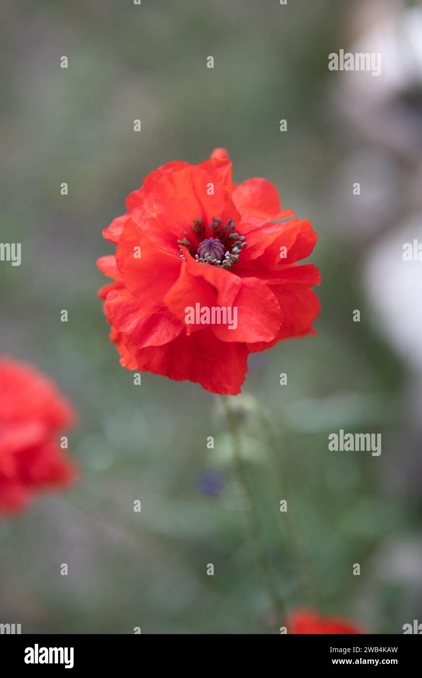 Rot geraffter Doppelmohn, Gedenktag, Kanada Stockfoto