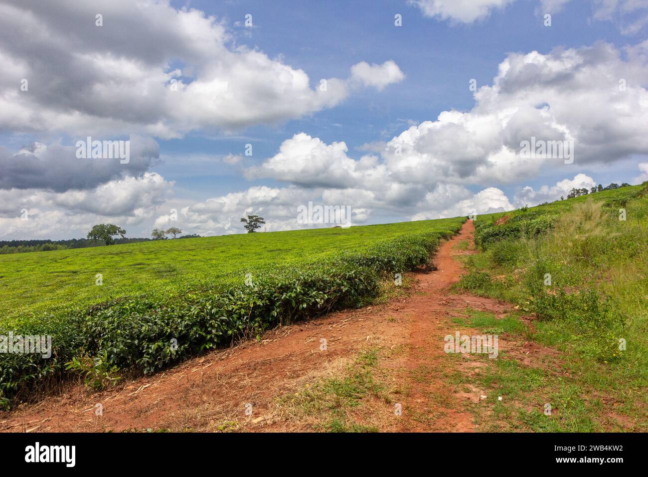 Eine Teeplantage in der Nähe der Ssezibwa Falls, District of Mukono, Uganda. Stockfoto