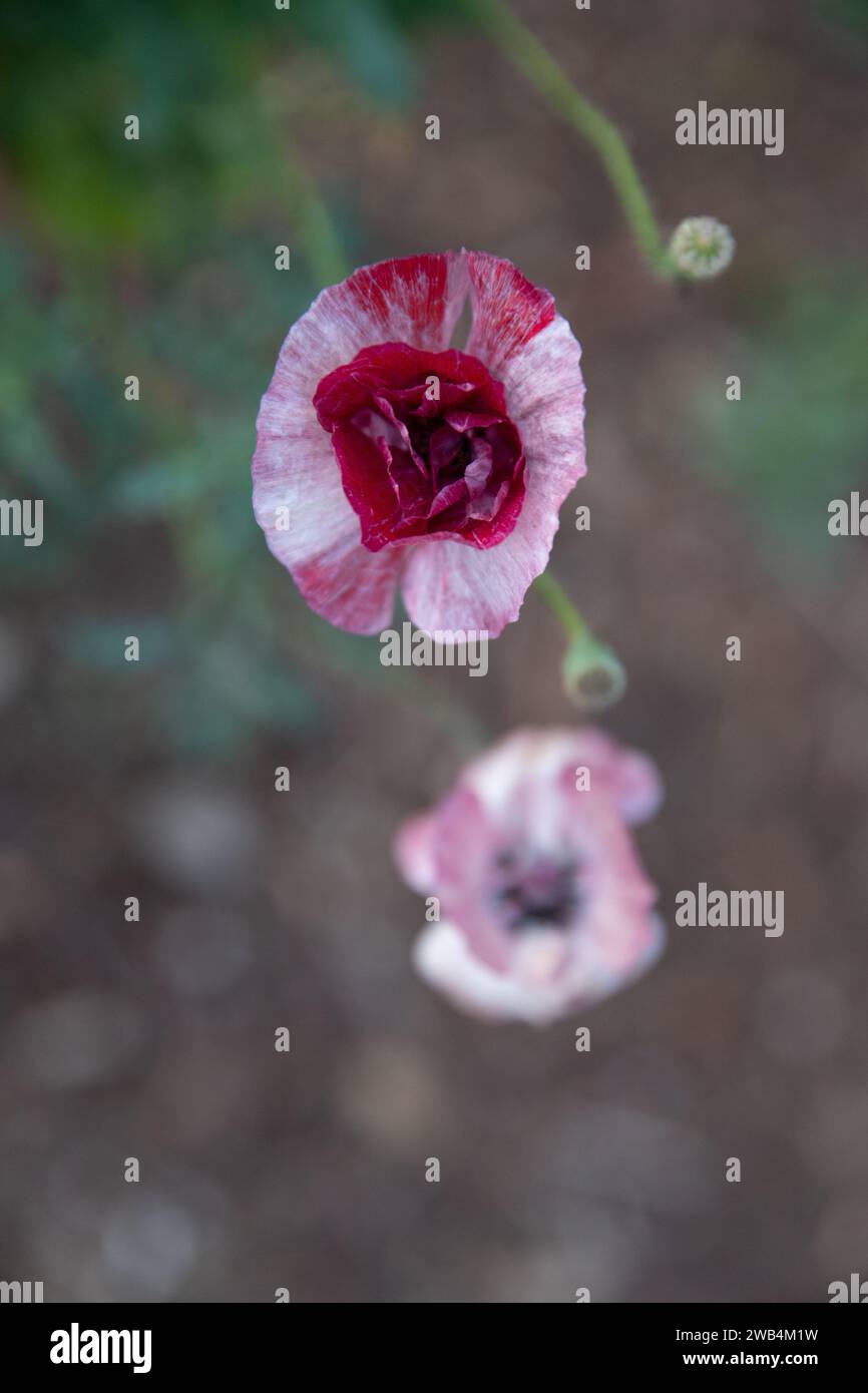 Roten und weißen Mohn Blumen Stockfoto