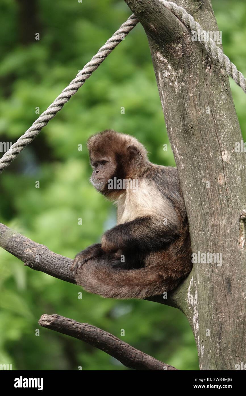 SteinbauchKapuzinerkapuchine oder buffy-Head-Kapuzinerkapuchine (Sapajus xanthosternos) Stockfoto