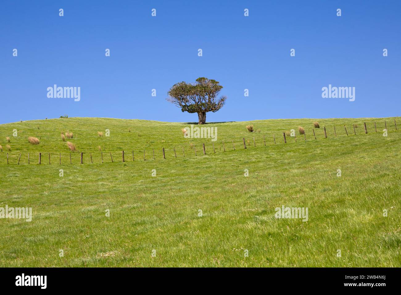 Weideland mit einsamen Bäumen im Duder Regional Park auf der Te IKA-a-Maui (Nordinsel) von Aotearoa (Neuseeland), Tamaki Makaurau (Auckland Region) Stockfoto