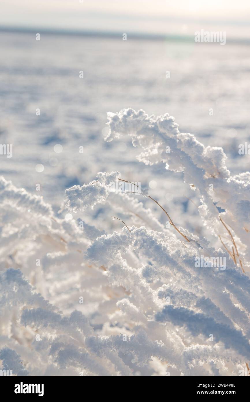 Prärie Saskatchewan im Winter, Grasland mit Raureif, Januar 2023 Stockfoto