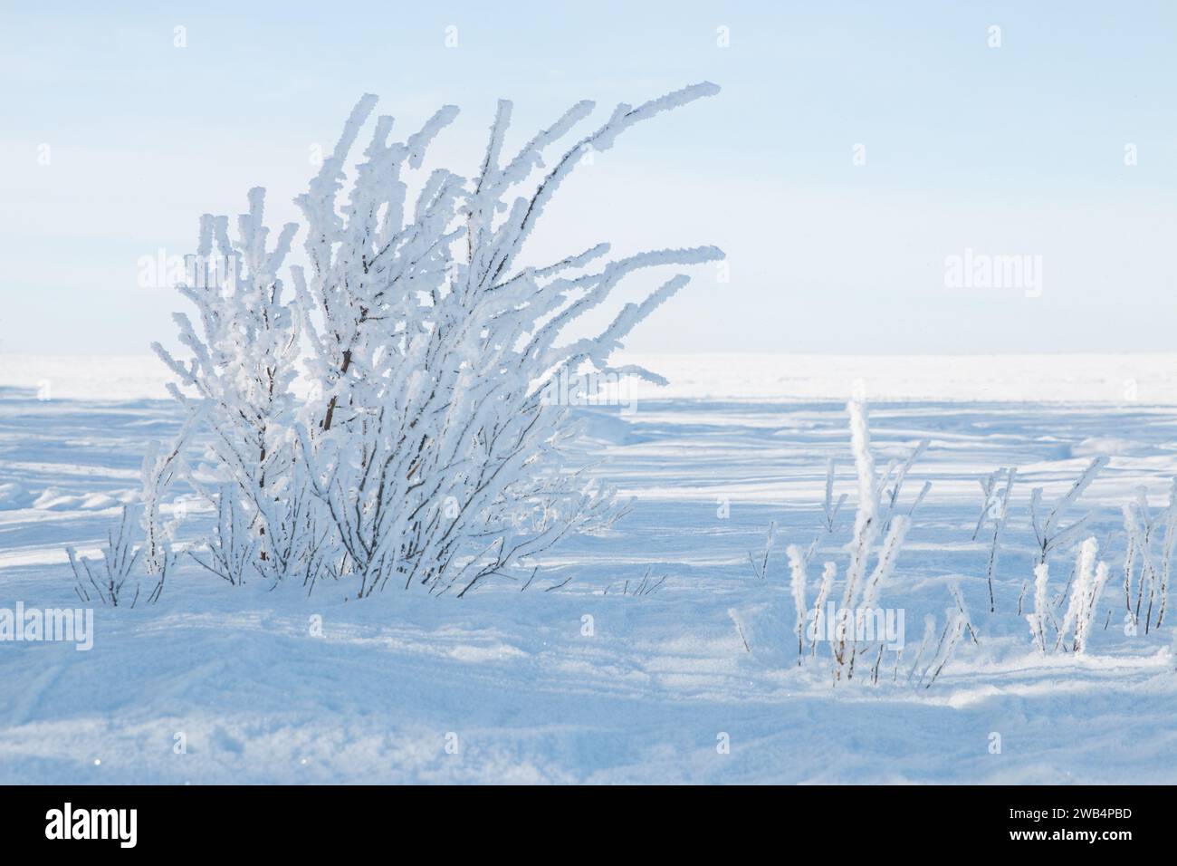 Frostbedeckte Sträucher auf den kanadischen Prärien, Januar 2023 Stockfoto