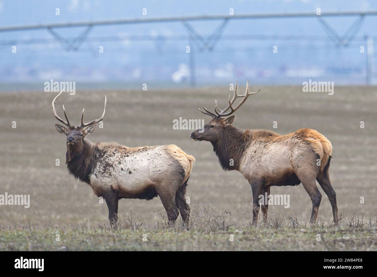 Zwei Elche aus einem Herdenstand auf einem Bauernhof im Norden von Idaho im Dezember. Stockfoto