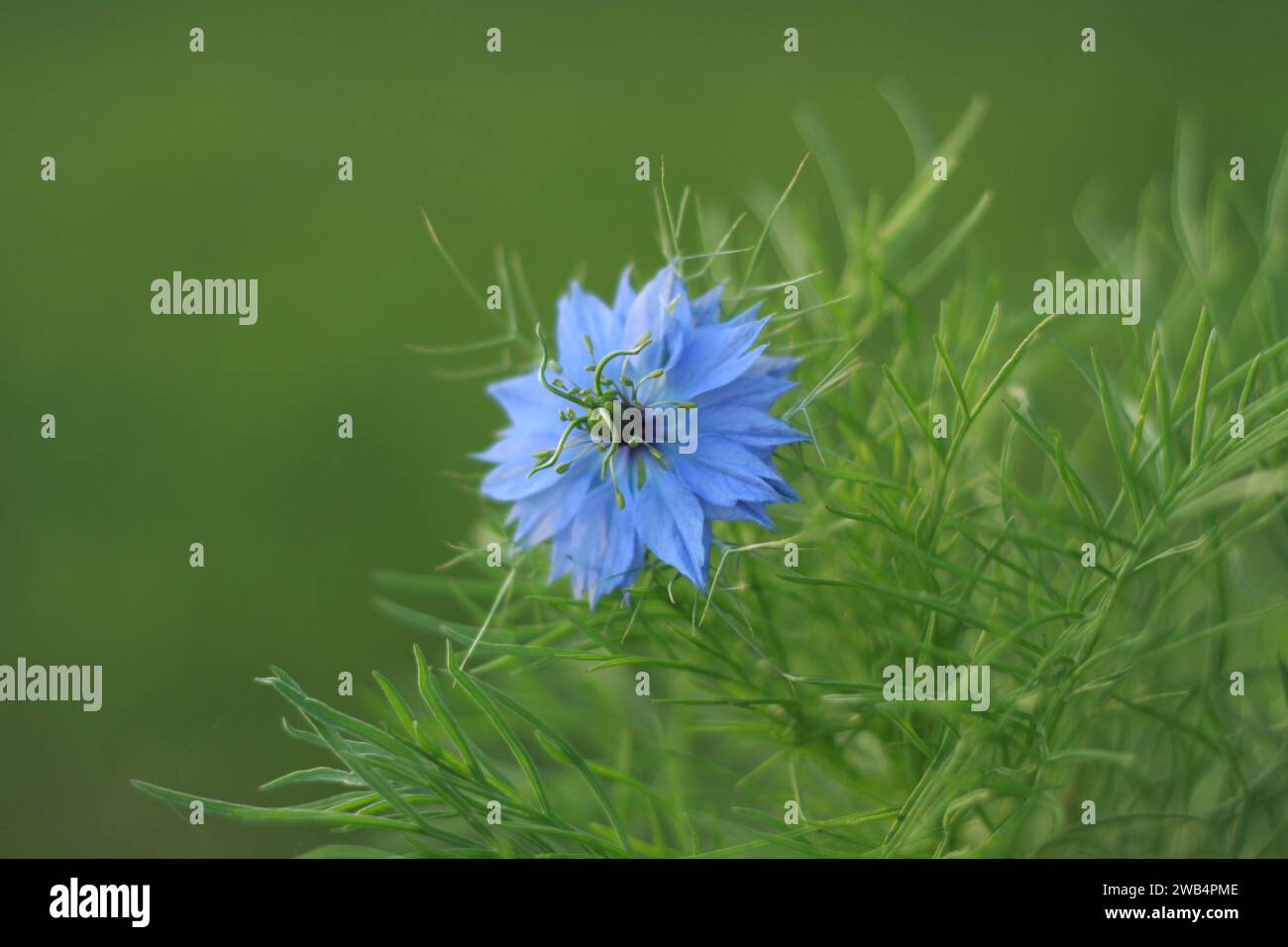 Leuchtend blaue und grüne Liebe-in-a-Nebel-Blume Stockfoto