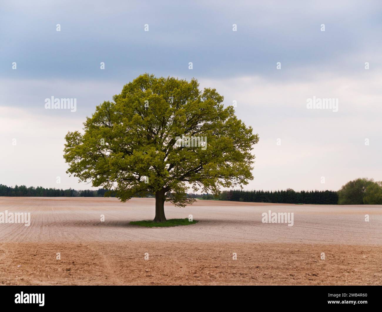 Allein große Eiche in der Mitte des Feldes auf Frühling Stockfoto