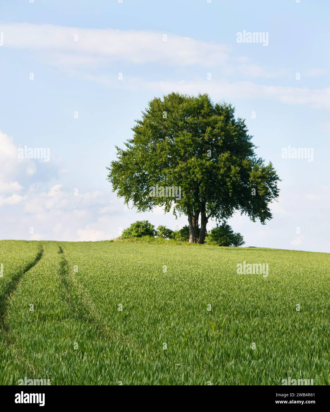 Allein Baum auf dem Gebiet der Weizen im Frühsommer Stockfoto