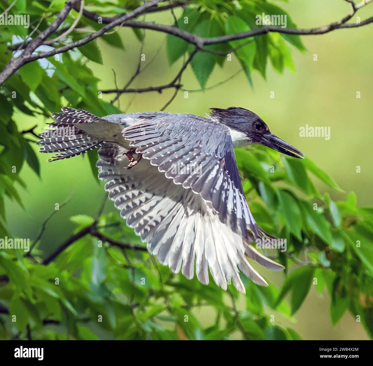 Eine Nahaufnahme eines Eisvogels, der von einem Baum riecht, während er sich darauf vorbereitet, in den See zu tauchen und nach Fischbeute zu suchen. Stockfoto