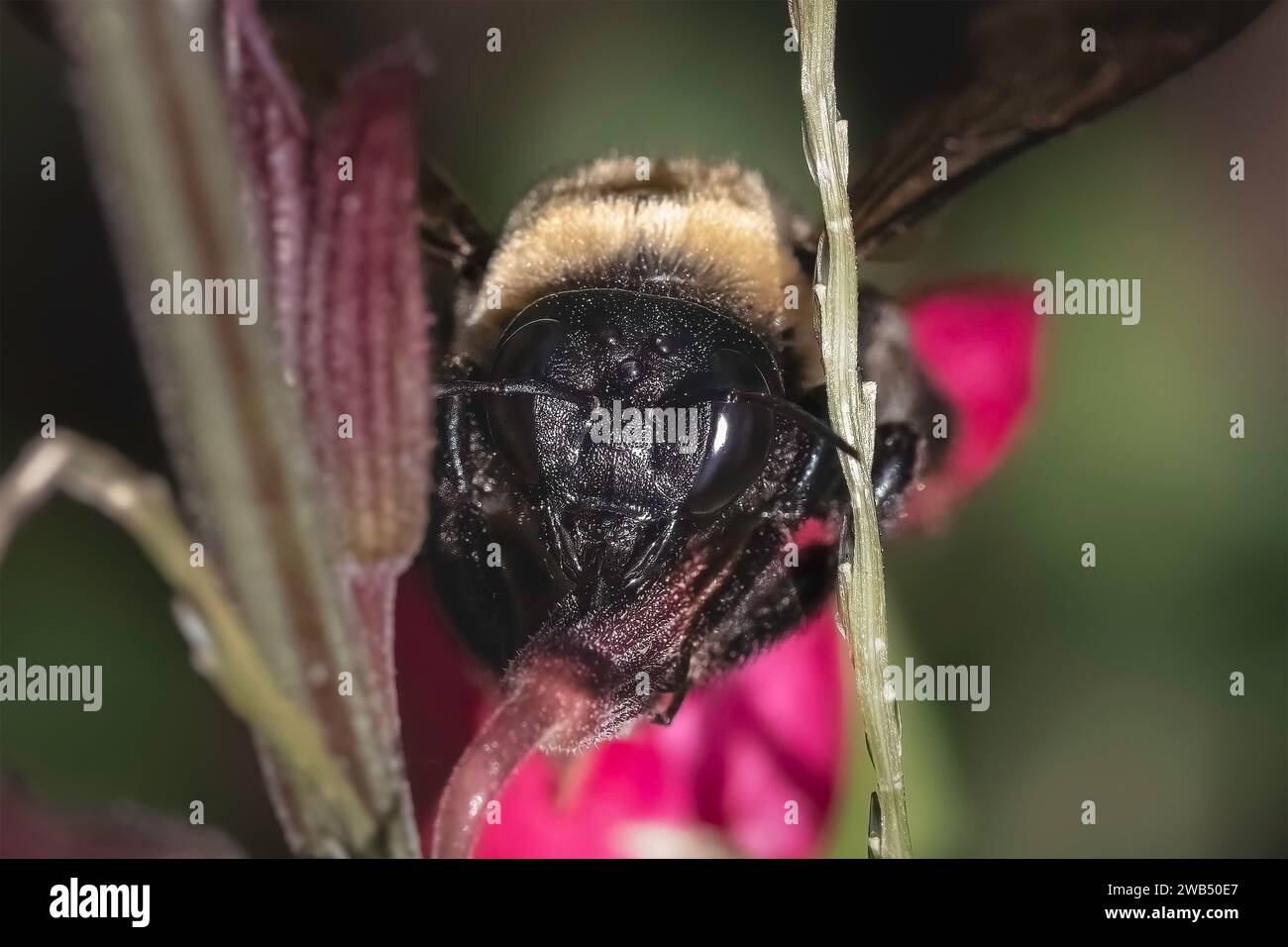 Äußerste Nahaufnahme einer weiblichen Biene der Östlichen Tischlerei (Xylocopa virginica), die mit ihrer Zunge die Basis einer rosa salvia-Blüte raubt. Stockfoto