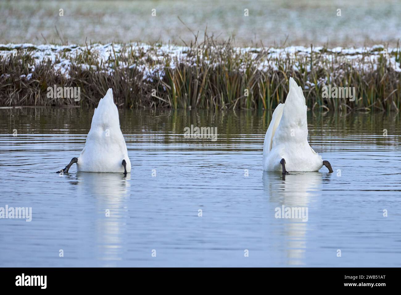 Stumme Schwäne Tauchen in einem Teich in der Wintersaison (Cygnus olor) Stockfoto