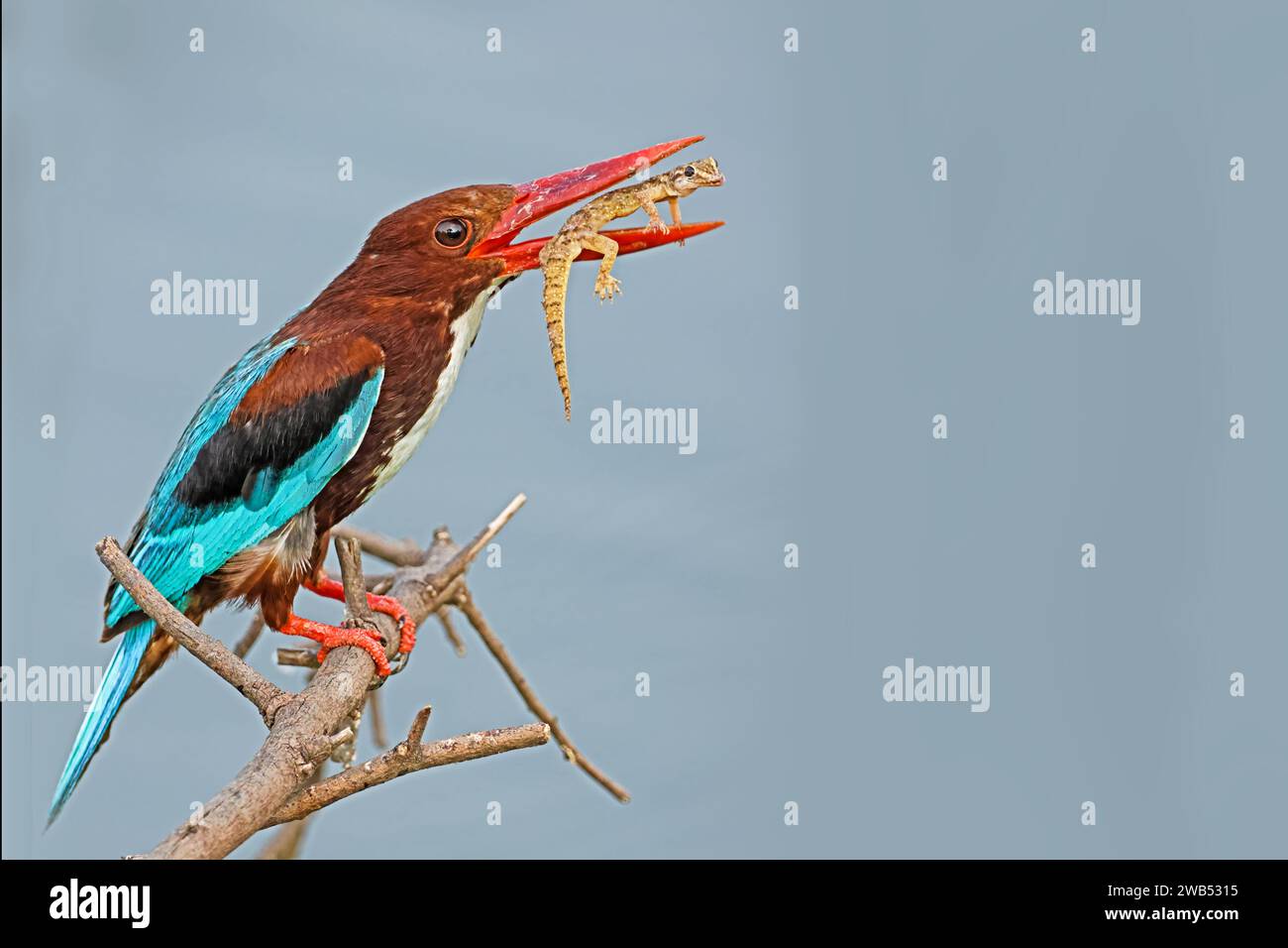 Ein lebendiger Vogel auf einem Baumzweig mit langem Schnabel und ausgestreckten Flügeln Stockfoto
