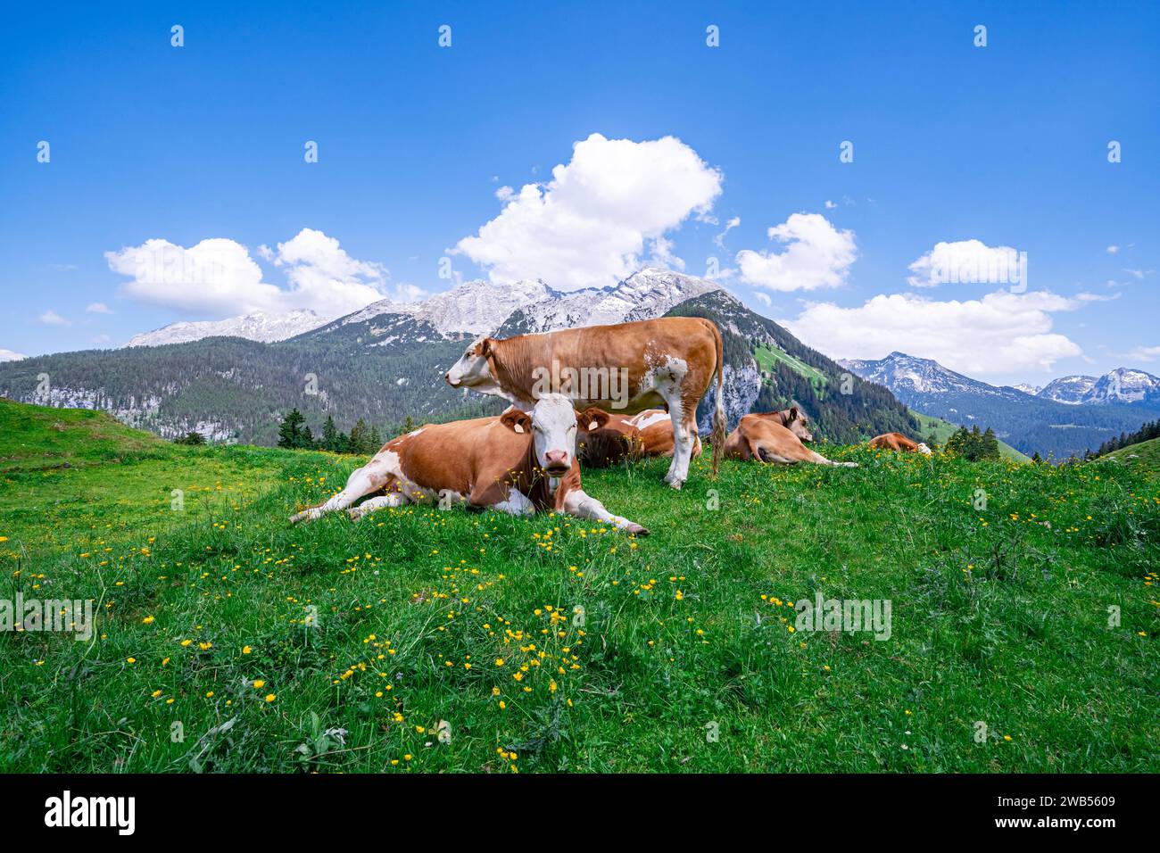 Alm-Idylle, Fleckvieh -Kühe auf einer Alm mit Alpenpanorama im Hintergrund. Idyllische Almszenerie mit Fleckvieh-Kühen bei der Litzlalm in Sichtweite vom Wagendrischelhorn auf österreichischer Seite der Alpen oberhalb des Hintersees im Berchtesgardener Land. Hinterthal Naturpark Weißbach Saalbach Österreich *** idyllische Almweide, Simmentalkühe auf einer Almweide mit Alpenpanorama im Hintergrund idyllische Almlandschaft mit Simmentalkühen auf der Litzlalm in Sichtweite des Wagendrischelhorns auf der österreichischen Alpenseite oberhalb des Hintersees im Berchtesgardener Land Hinte Stockfoto