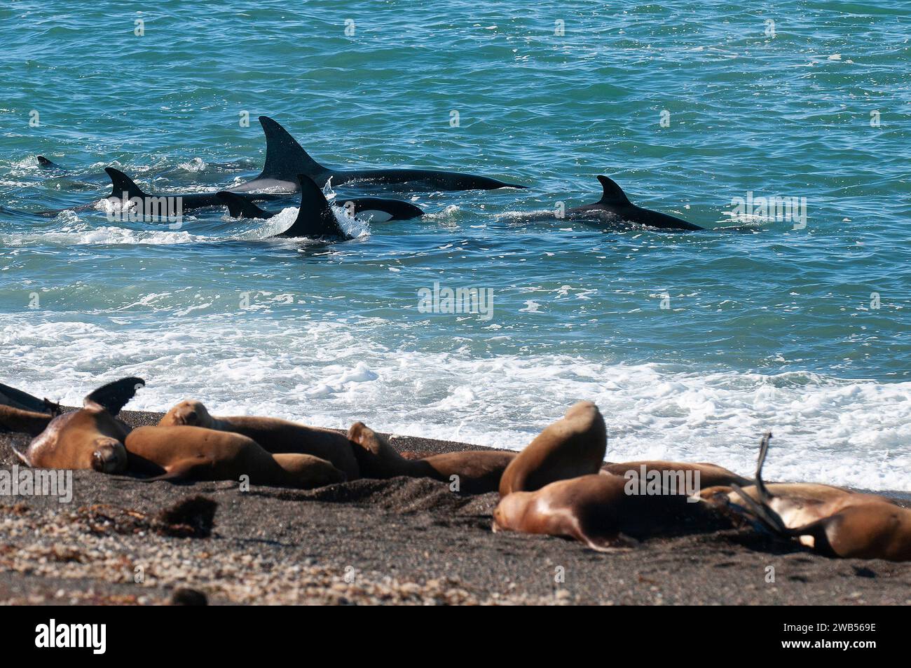 Die Familie Orca jagt Seelöwen an der paragonischen Küste, Patagonien, Argentinien Stockfoto