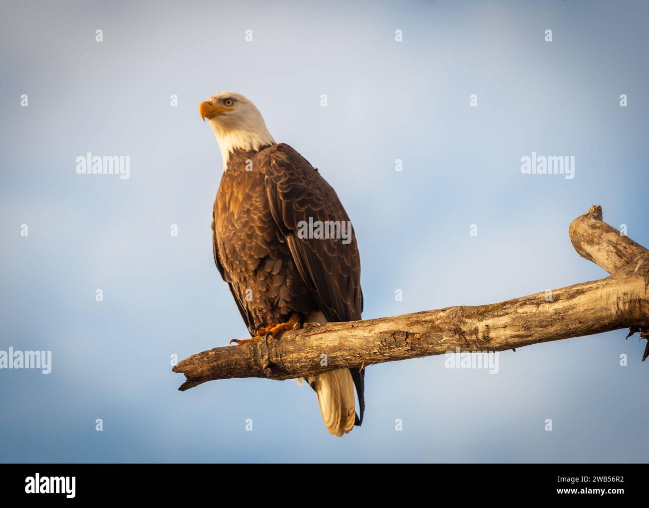 Weißkopfseeadler auf einem Ast Stockfoto