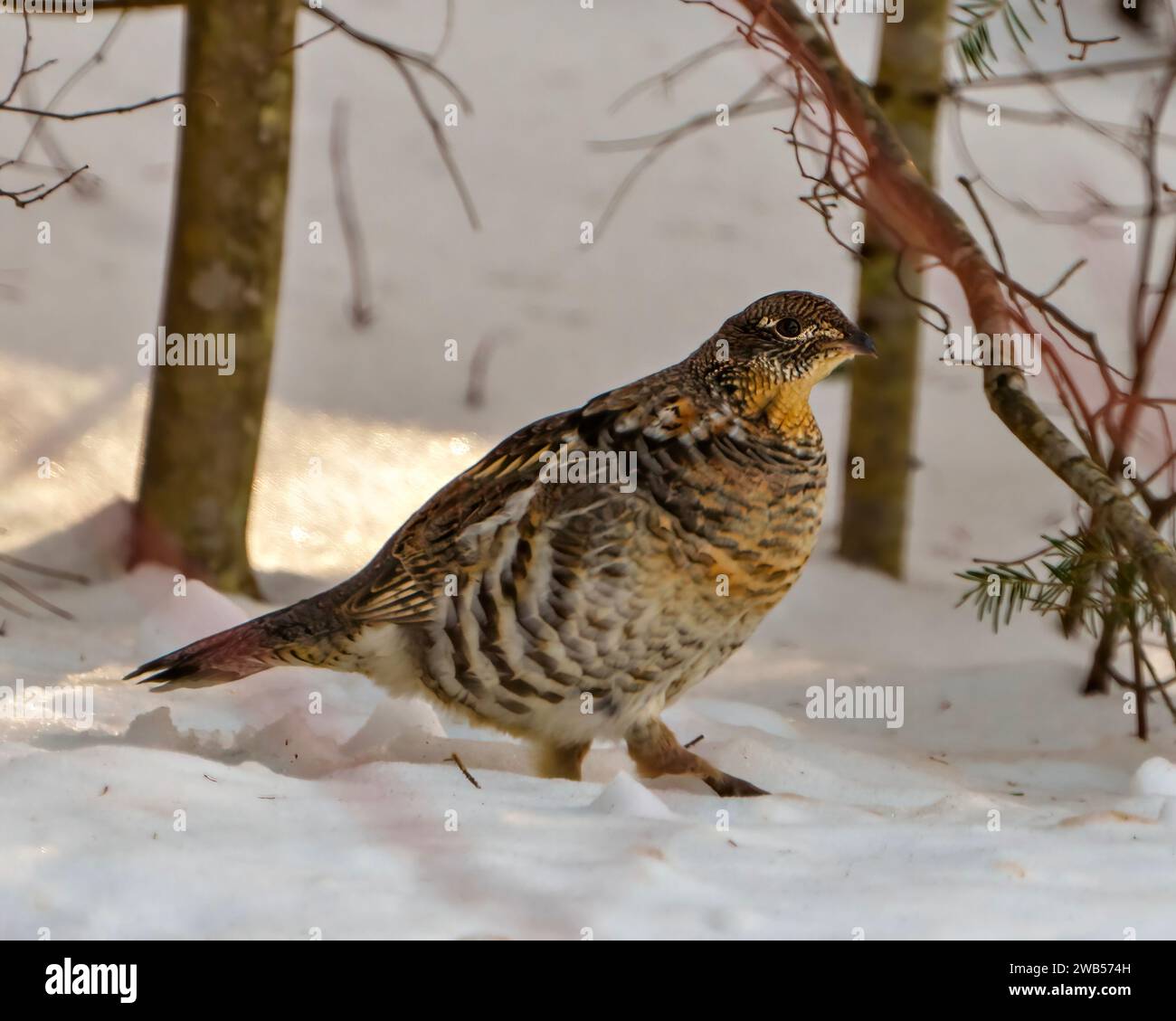 Rebhuhn aus nächster Nähe auf dem Schnee in der Wintersaison. Und genießen die Umgebung und den Lebensraum. Stockfoto