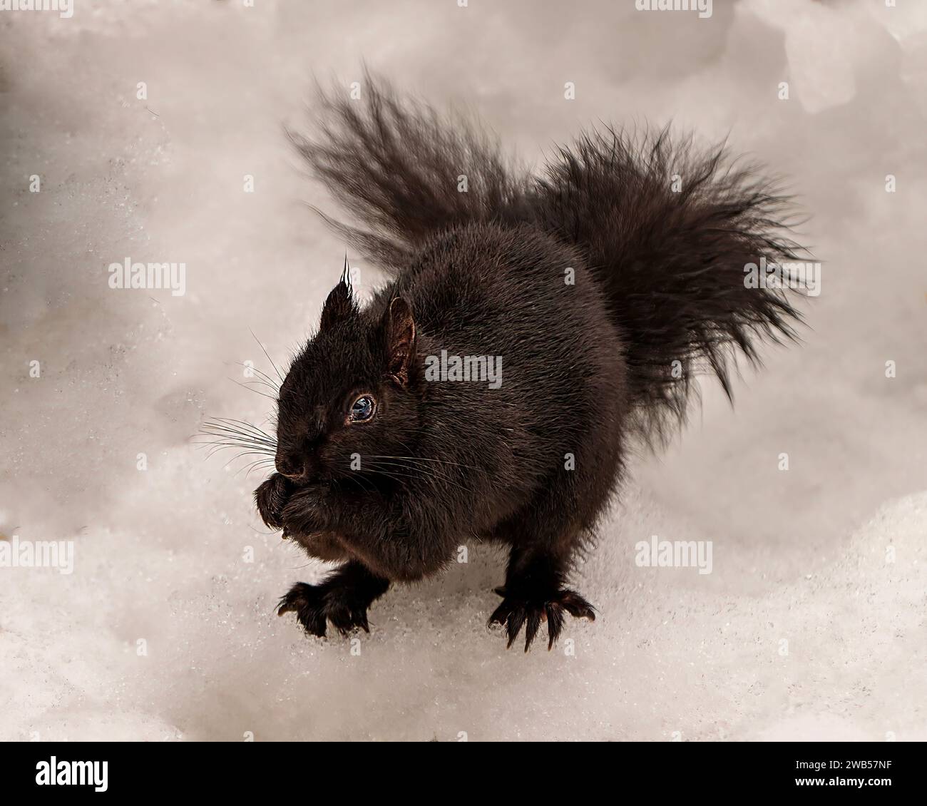 Schwarzes Eichhörnchen aus nächster Nähe im Winter auf Schnee in seiner Umgebung und seinem Lebensraum mit schwarzer Farbe und buschigem Schwanz. Stockfoto