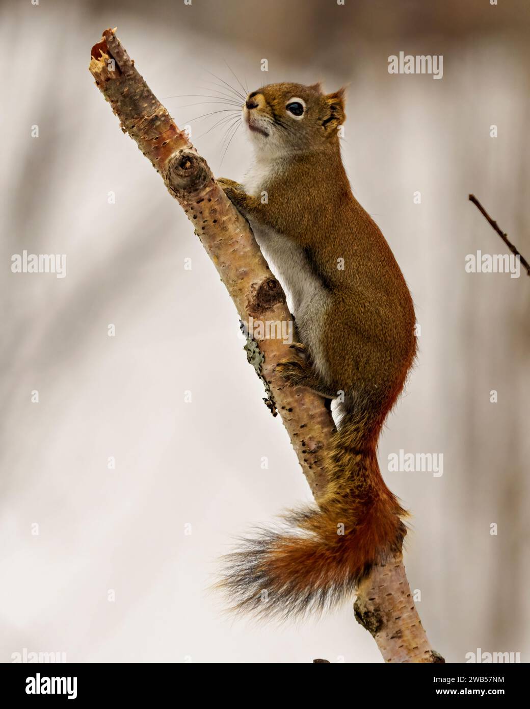 Eichhörnchen aus nächster Nähe auf einem Zweig mit weißem, unscharfen Hintergrund in seiner Umgebung und Umgebung. Stockfoto