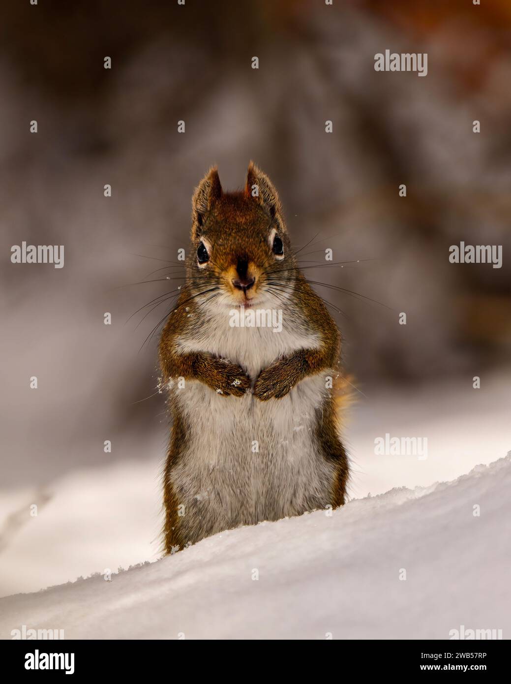 Eichhörnchen aus der Nähe, die auf Schnee sitzt und in die Kamera mit einem weichen Hintergrund in der Umgebung und dem Lebensraum blickt, der braun ist Stockfoto
