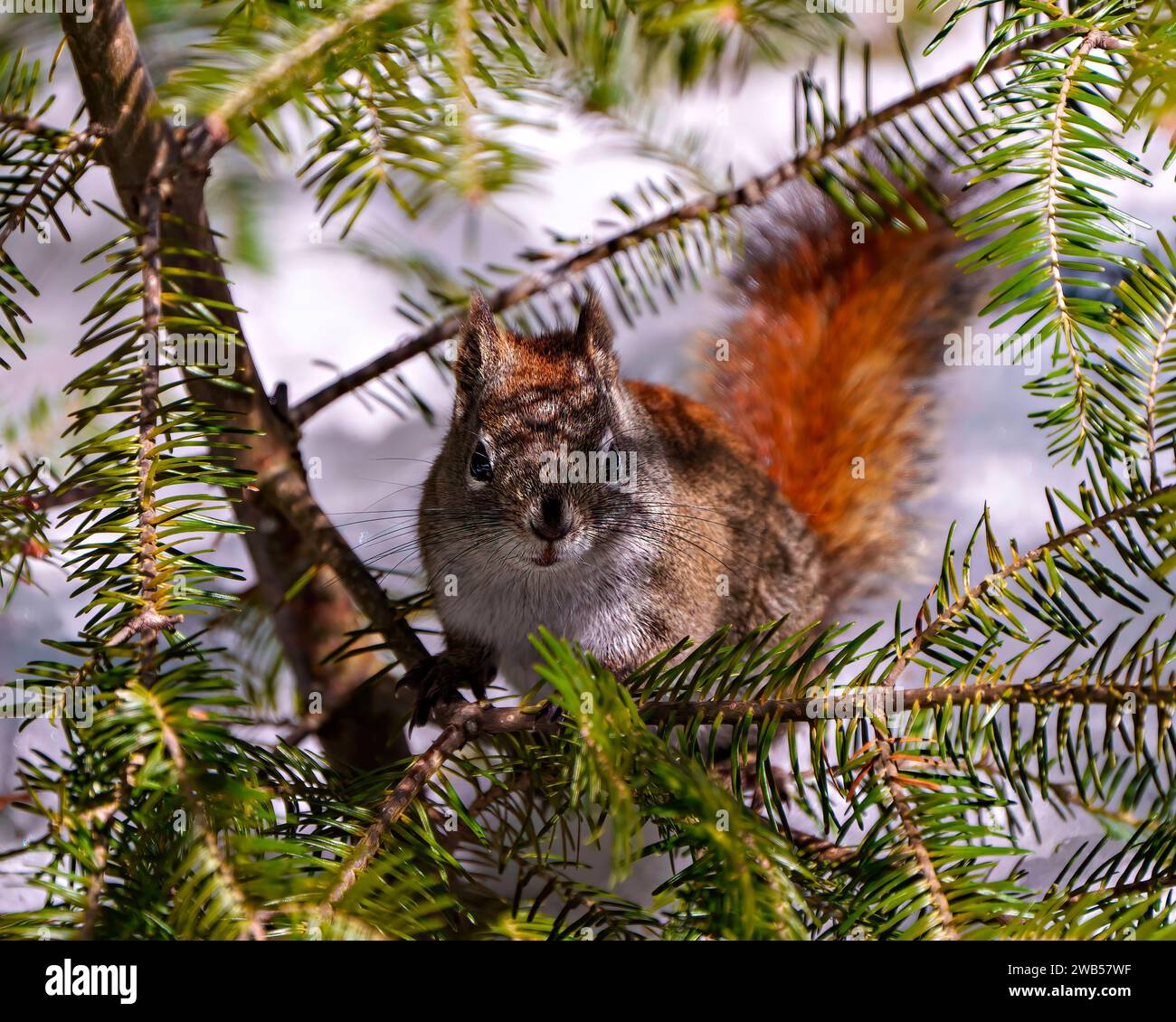 Eichhörnchen, das sich in einem Nadelbaum versteckt und in der Wintersaison mit der Kamera in seiner Umgebung und Umgebung betrachtet. Stockfoto