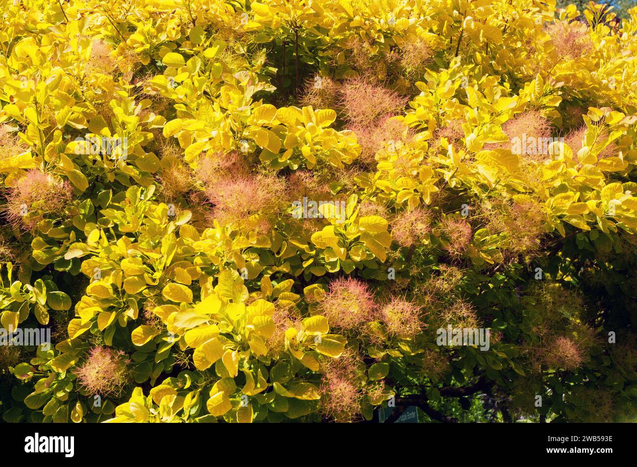 Cotinus coggygria Golden Spirit (Smoke Bush Venetian Sumach Rhus Cotinus) Ein kleiner Baum oder Strauch mit gelben Blättern im Herbst sommergrün & voll winterhart Stockfoto
