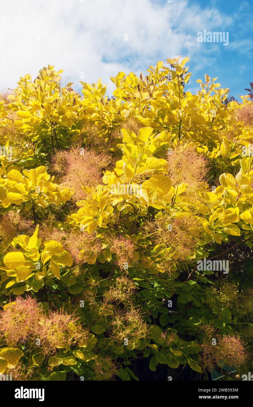 Cotinus coggygria Golden Spirit (Smoke Bush Venetian Sumach Rhus Cotinus) Ein kleiner Baum oder Strauch mit gelben Blättern im Herbst sommergrün & voll winterhart Stockfoto