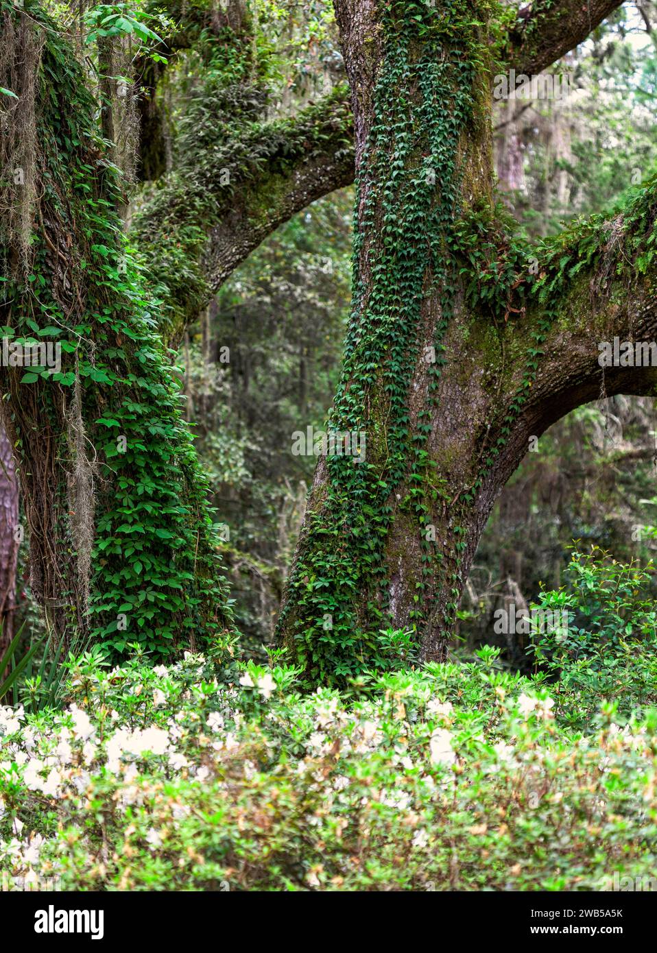 Große, reife Eichen mit üppig grünem Efeu und darunter weißen Azalesträuchern. Stockfoto