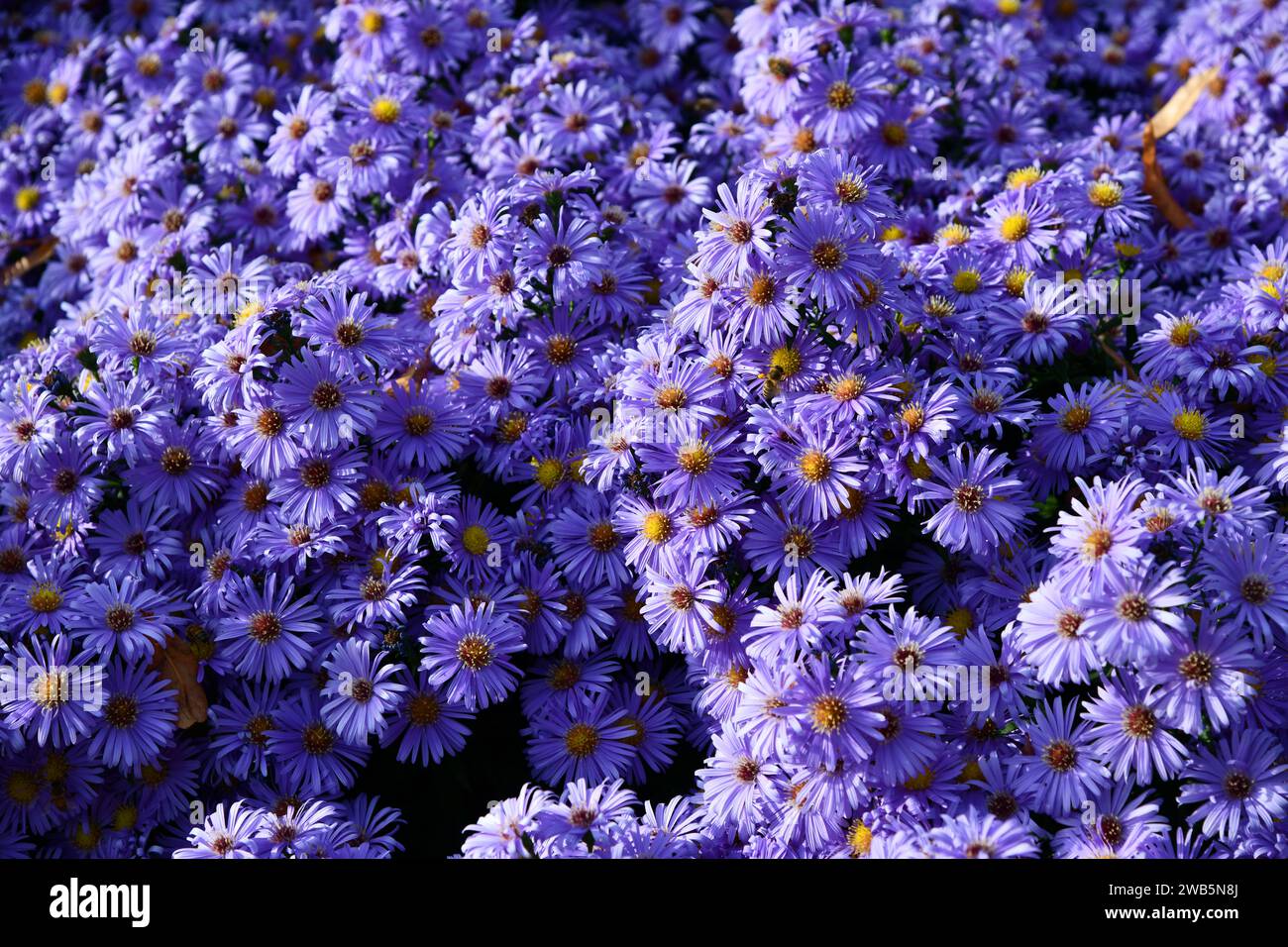 Violette Astern bei Tageslicht im Garten Stockfoto