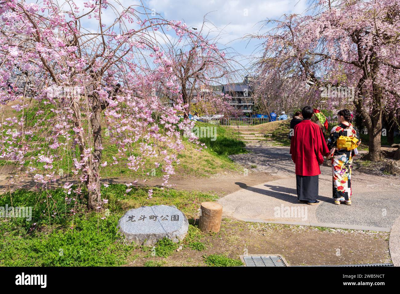 Kirschblüten im Ponto-cho Park. Kyoto, Japan Stockfoto