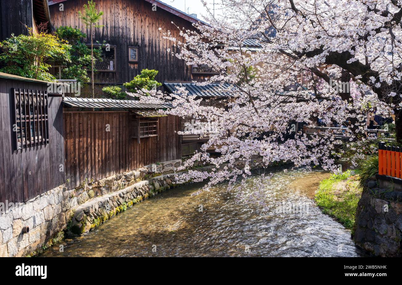 Kirschblüten am Fluss Gion Shirakawa. Japanische alte Volkshäuser. Stockfoto