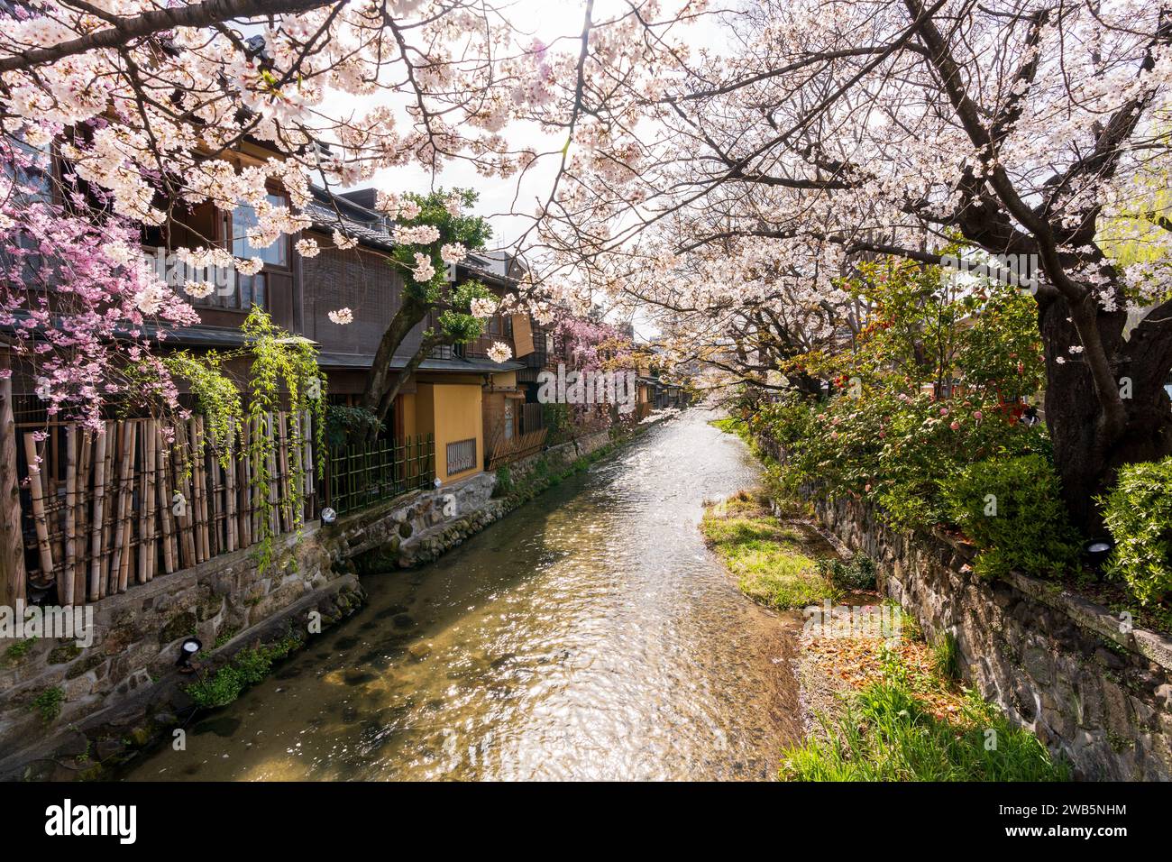 Kirschblüten am Fluss Gion Shirakawa. Japanische alte Volkshäuser. Stockfoto