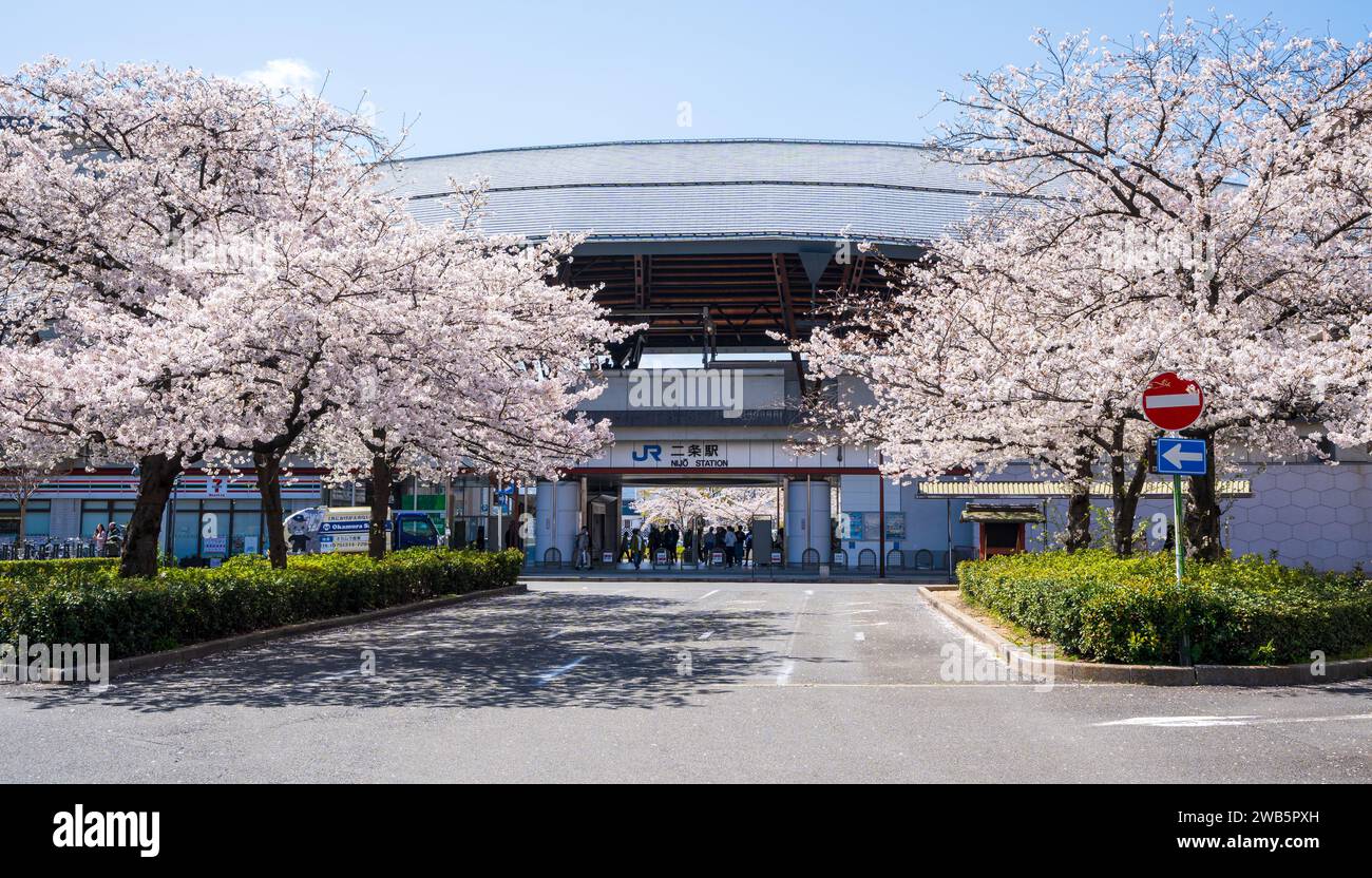 Kyoto, Japan - 27. März 2023: Kirschblüte im Bahnhof Nijo. Stockfoto