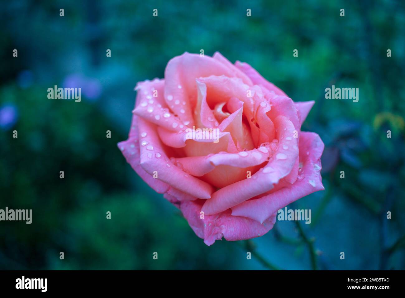 Eine rosafarbene Rose mit Tautropfen, die das Wesen eines Frühlingsmorgens einfängt, und jeder Tropfen ist ein schimmerndes Zeugnis der Kunstfertigkeit der Natur Stockfoto