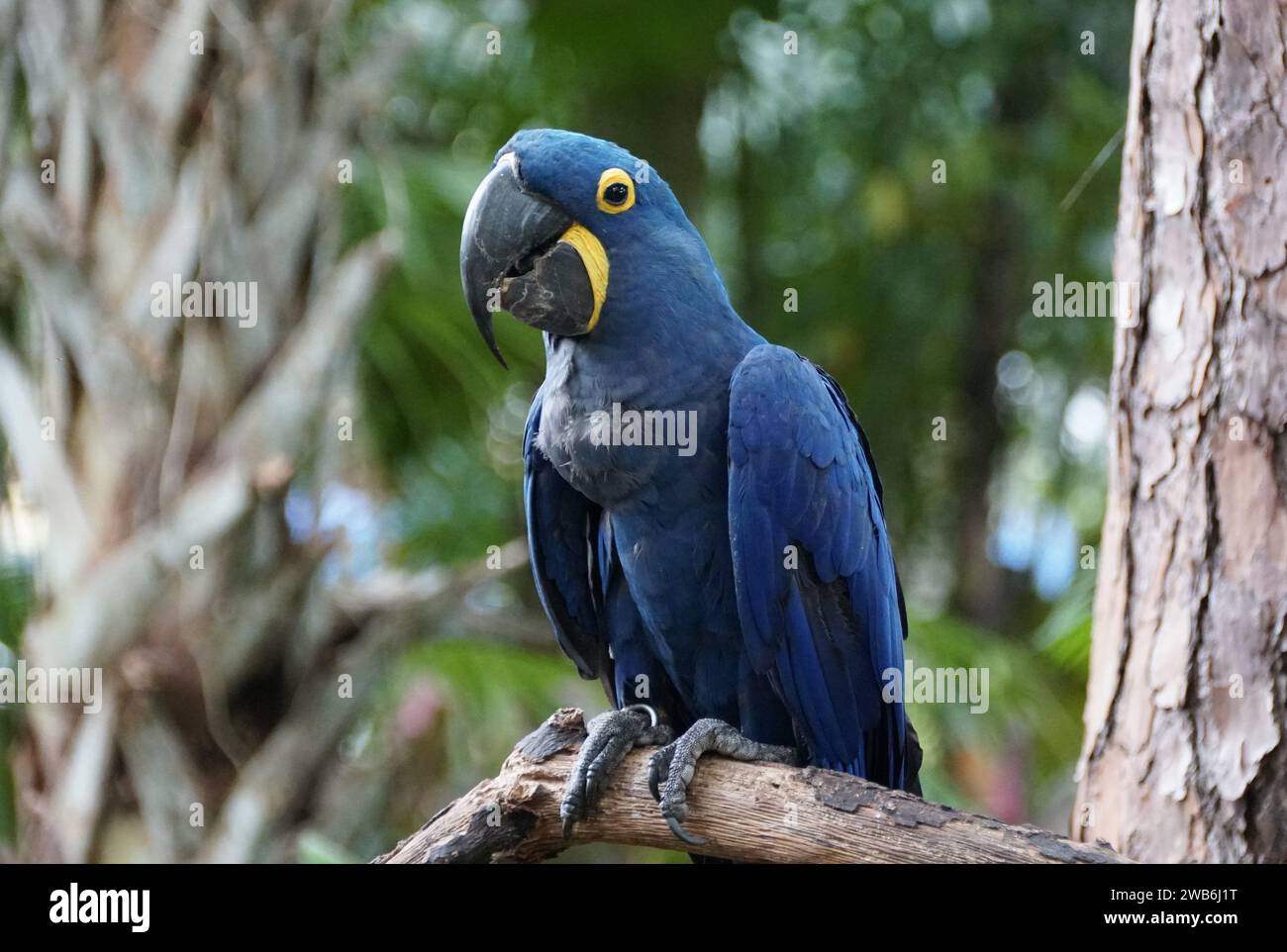 Nahaufnahme eines wunderschönen blauen Hyazinthen-Aras Stockfoto