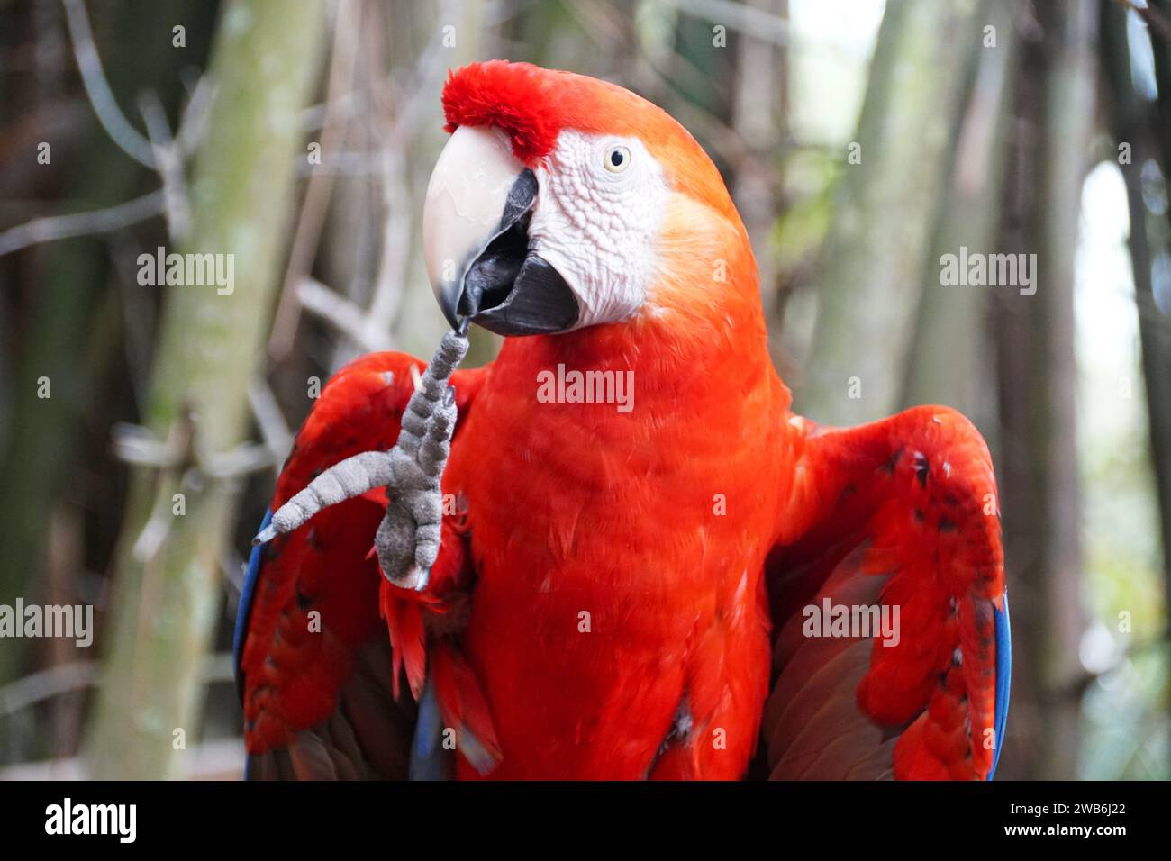Nahaufnahme eines wunderschönen, hellroten Scharlach-Aras-Papageiens Stockfoto