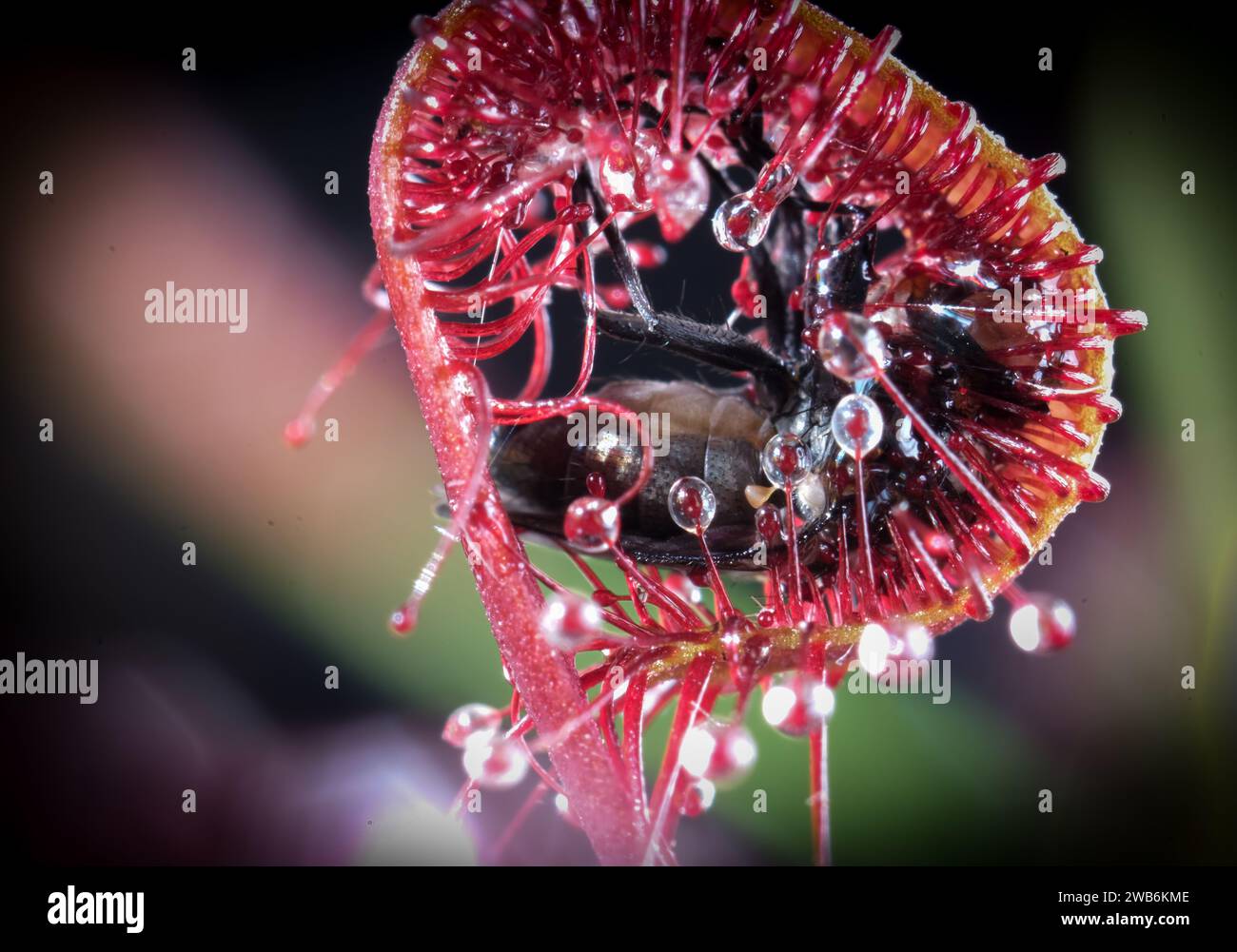 Sonnentau Drosera capensis fleischfressende Pflanzenblätter mit gefangener Fliege aus nächster Nähe Stockfoto