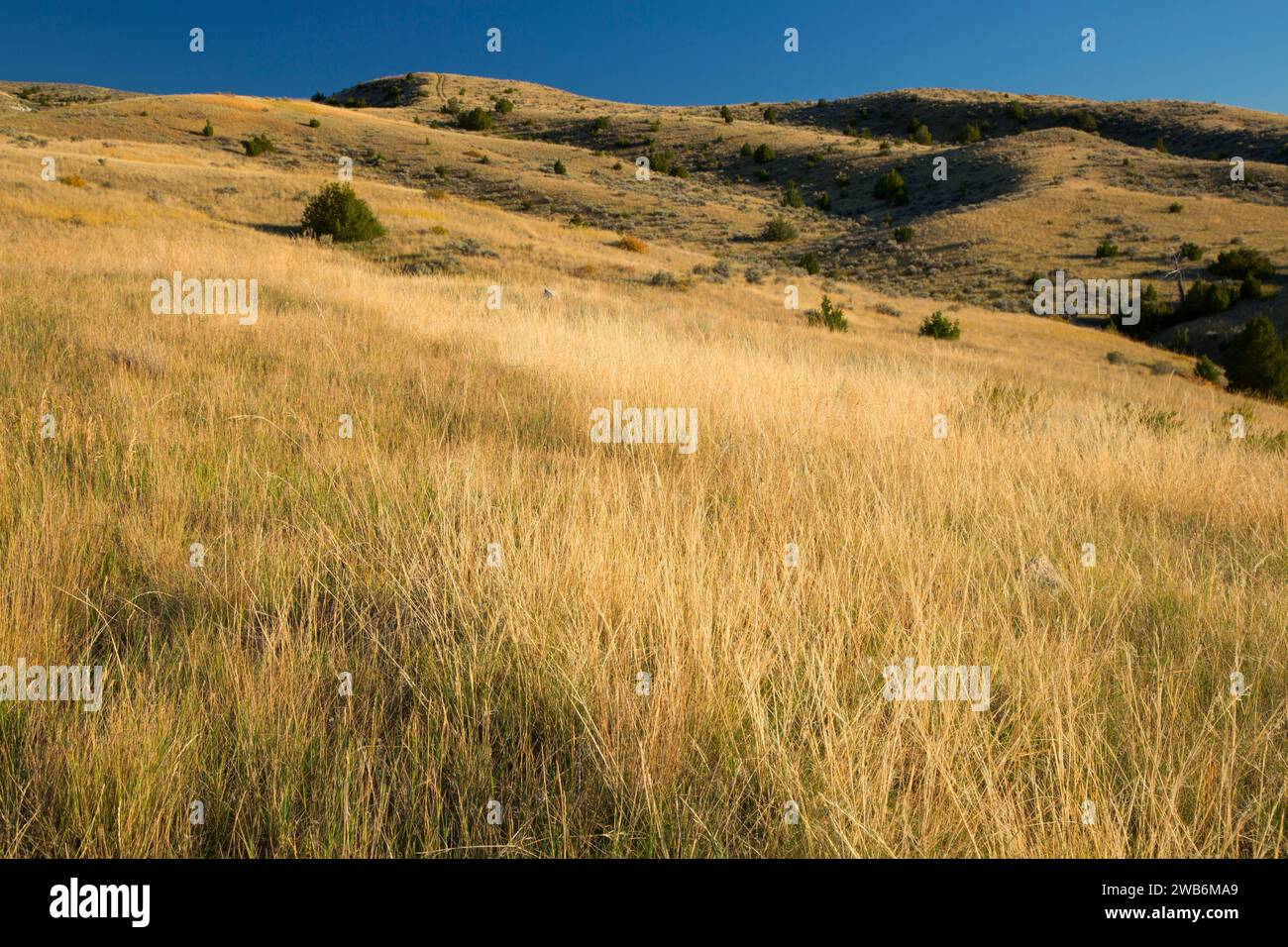 Grünland vom Trail, Madison Buffalo Jump State Park, Montana Stockfoto
